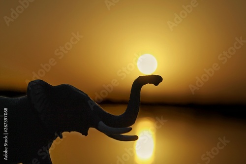 Photography The sun and elephant