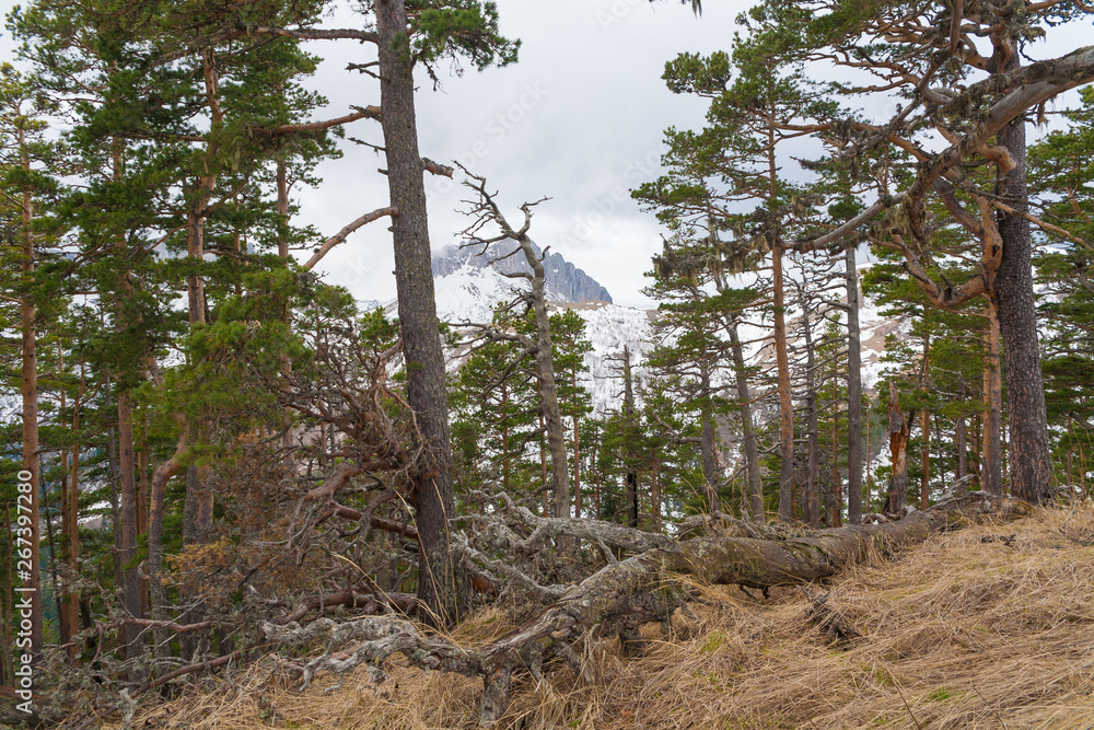 Naklejka premium Mountain day autumn