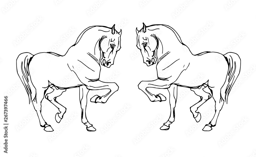 vector isolated image of two prancing white heavy horses on white background 