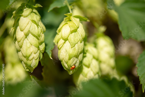 Green Hop Cones Closeup on the Blurred Background