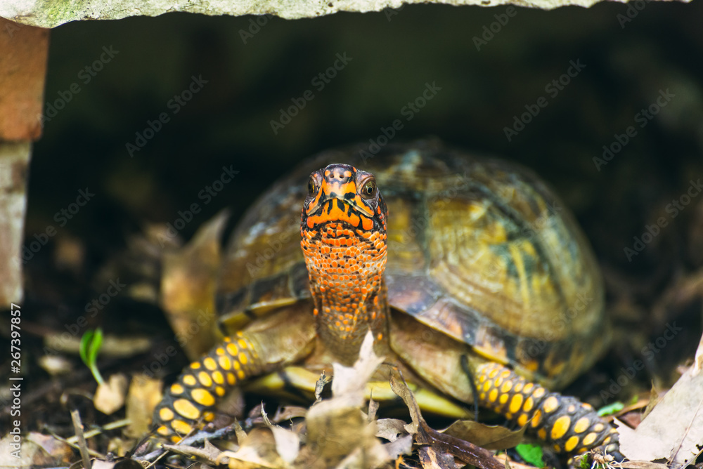 Naklejka premium Box turtle in the woods 