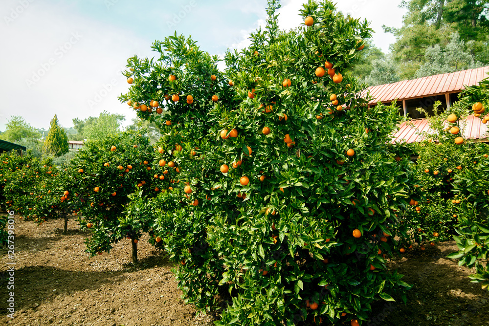 beautiful orange tree with bright green leaves and lots of ripe fruits in the garden