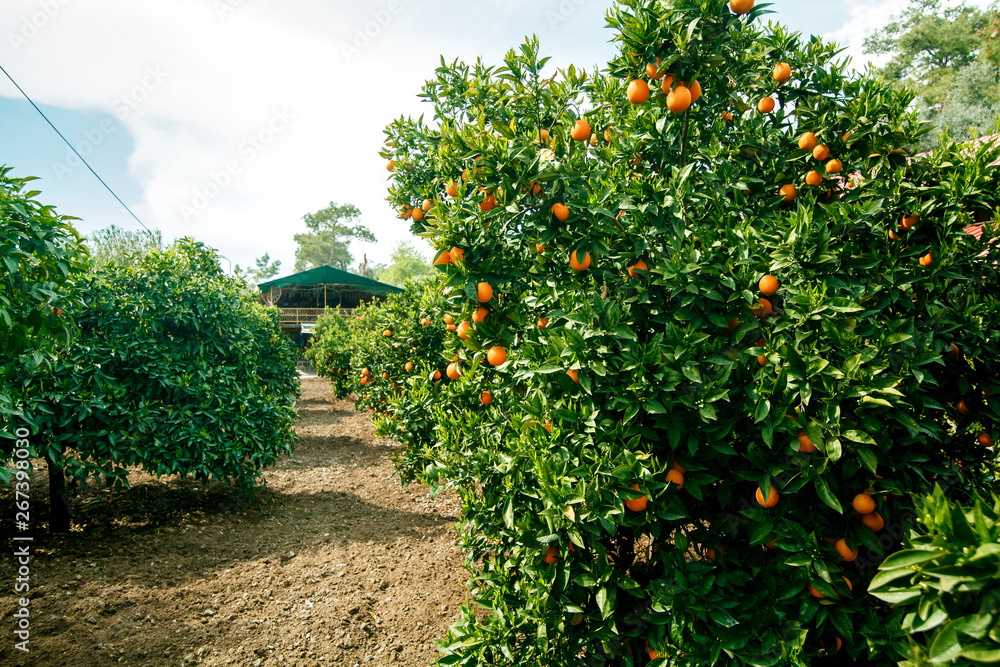 Orange trees bloomed in a garden full of ripe fruit, thick foliage. The concept of agriculture
