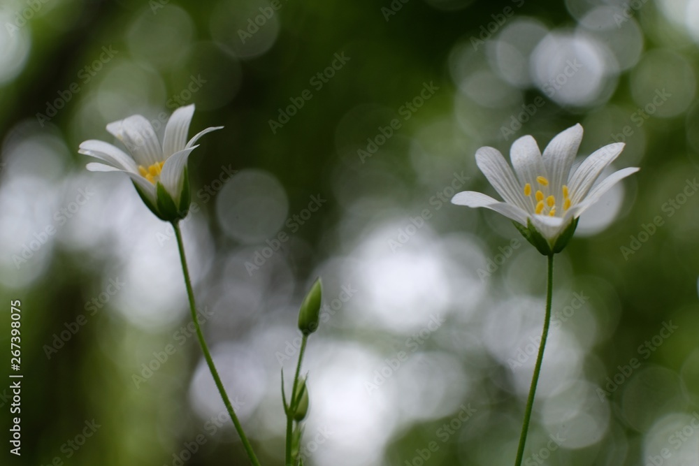 Gwiazdnica Stellaria - biały leśny kwiatek - obrazy, fototapety, plakaty 