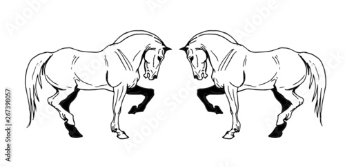 vector isolated image of two prancing white heavy horses on white background