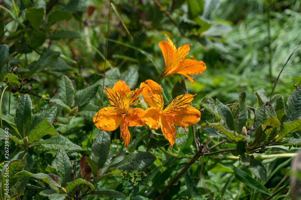 Bright orange lily flowers with water drops, dew Bright orange lily flowers with water drops, dew