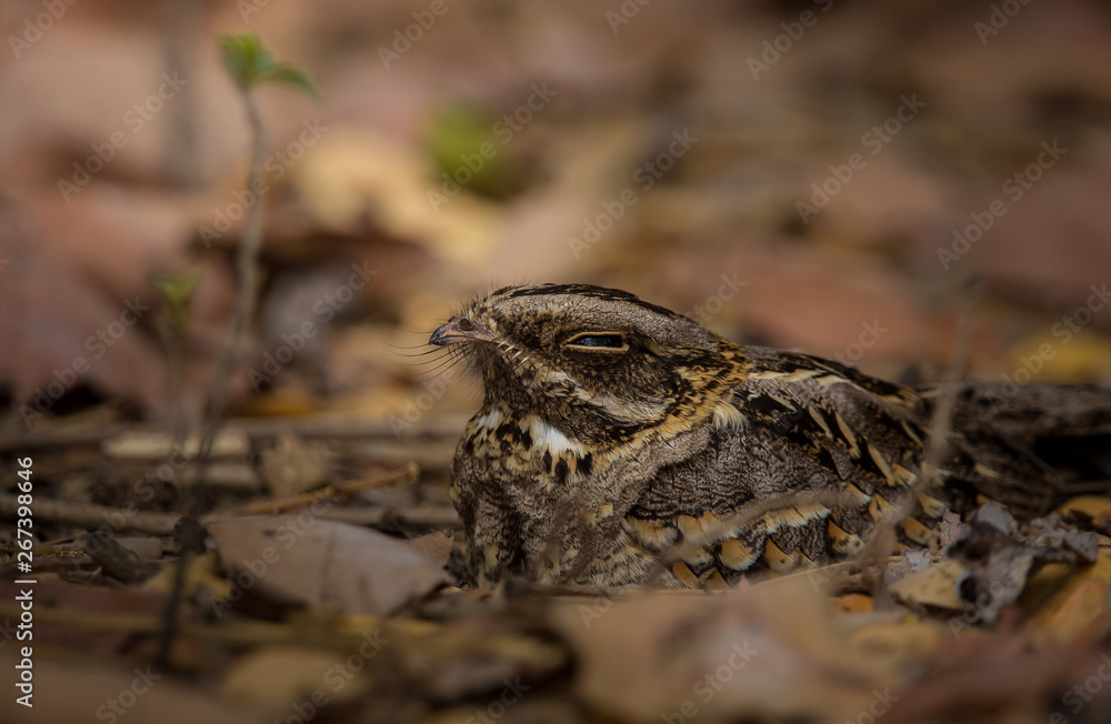 Large-tailed Nightjar ( Caprimulgus macrurus) Sleeping on the ground Large-tailed Nightjar ( Caprimulgus macrurus) Sleeping on the ground
