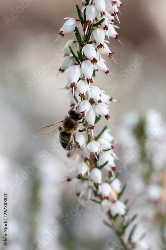 Bee on white winter heath with white bokeh