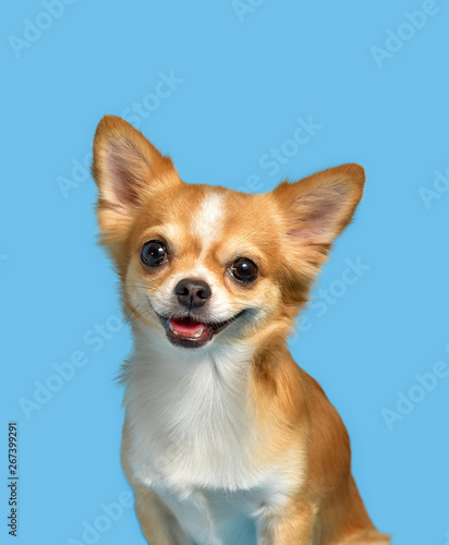 Chihuahua dog that brown Two cute  © pituksunti
