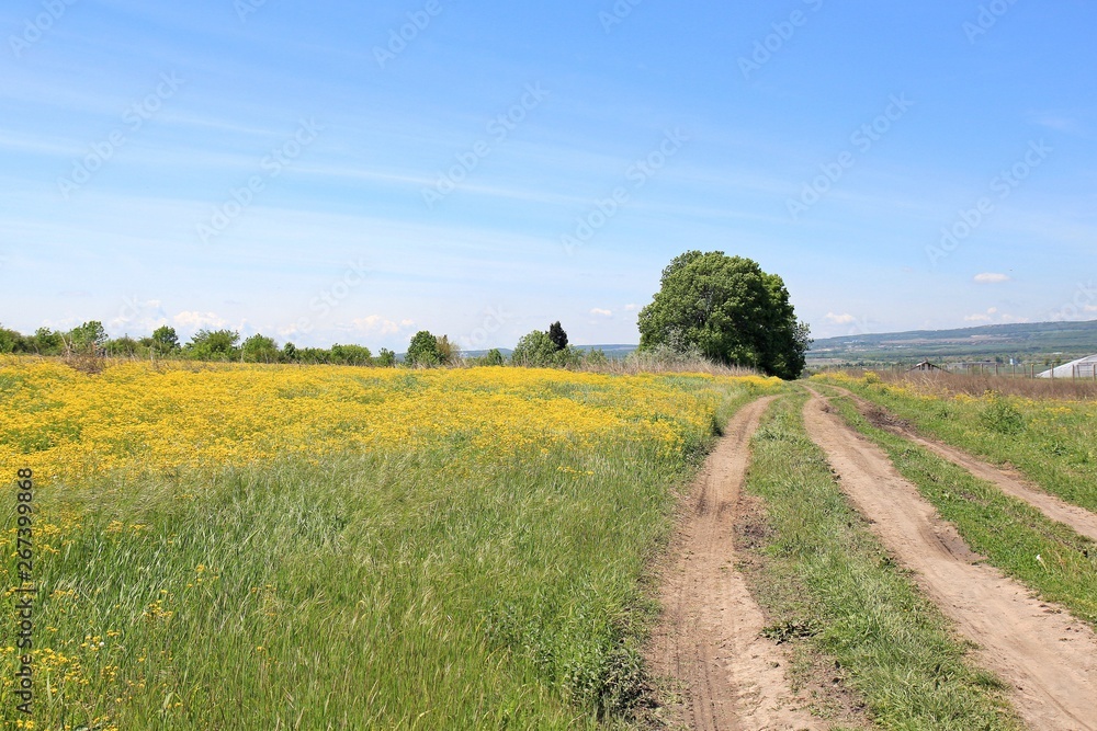 Rural landscape with road and yellow flowers on the meadow