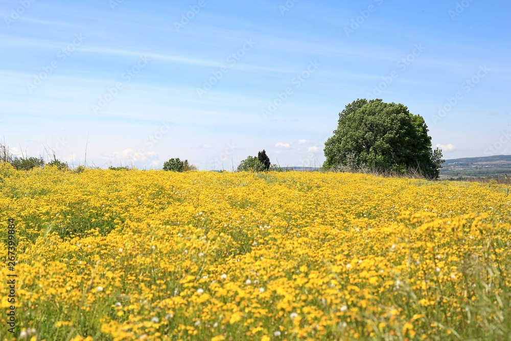 Rural landscape with yellow flowers in the meadow