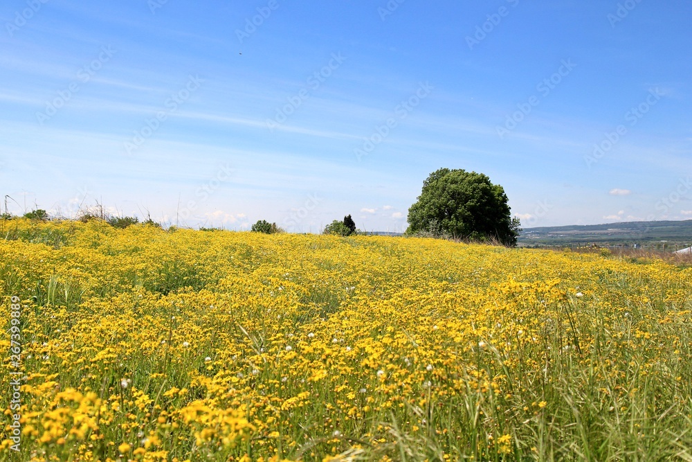 Obraz premium Rural landscape with yellow flowers in the meadow
