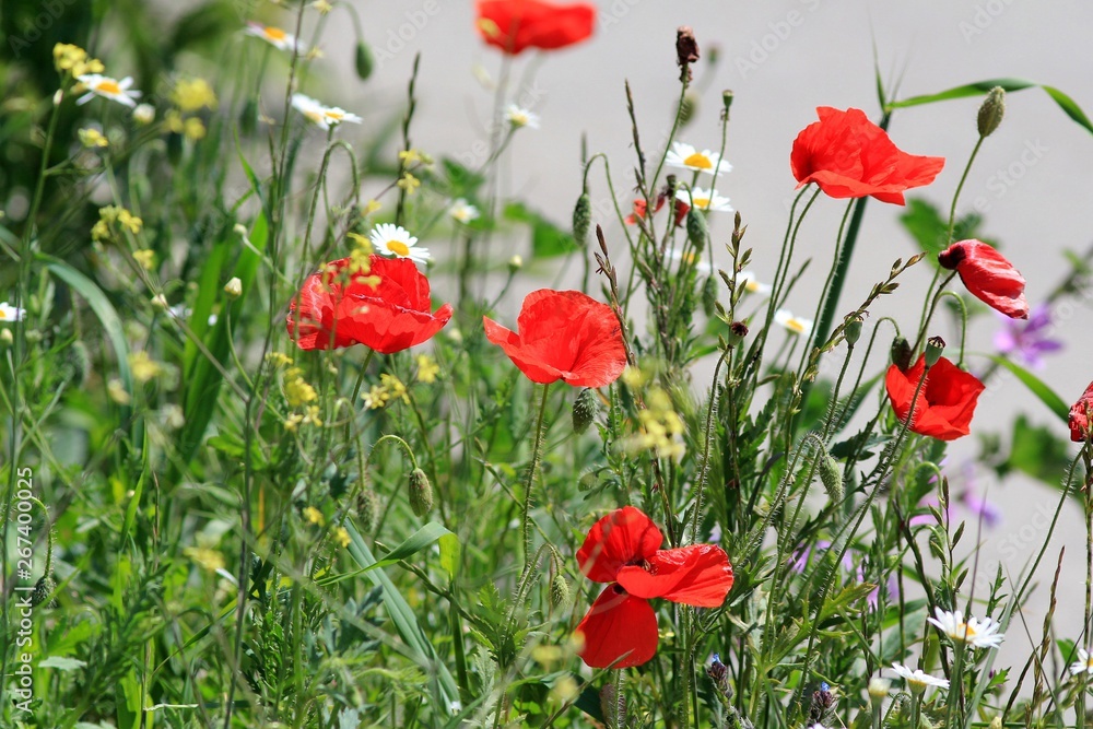 Red poppies in the meadow