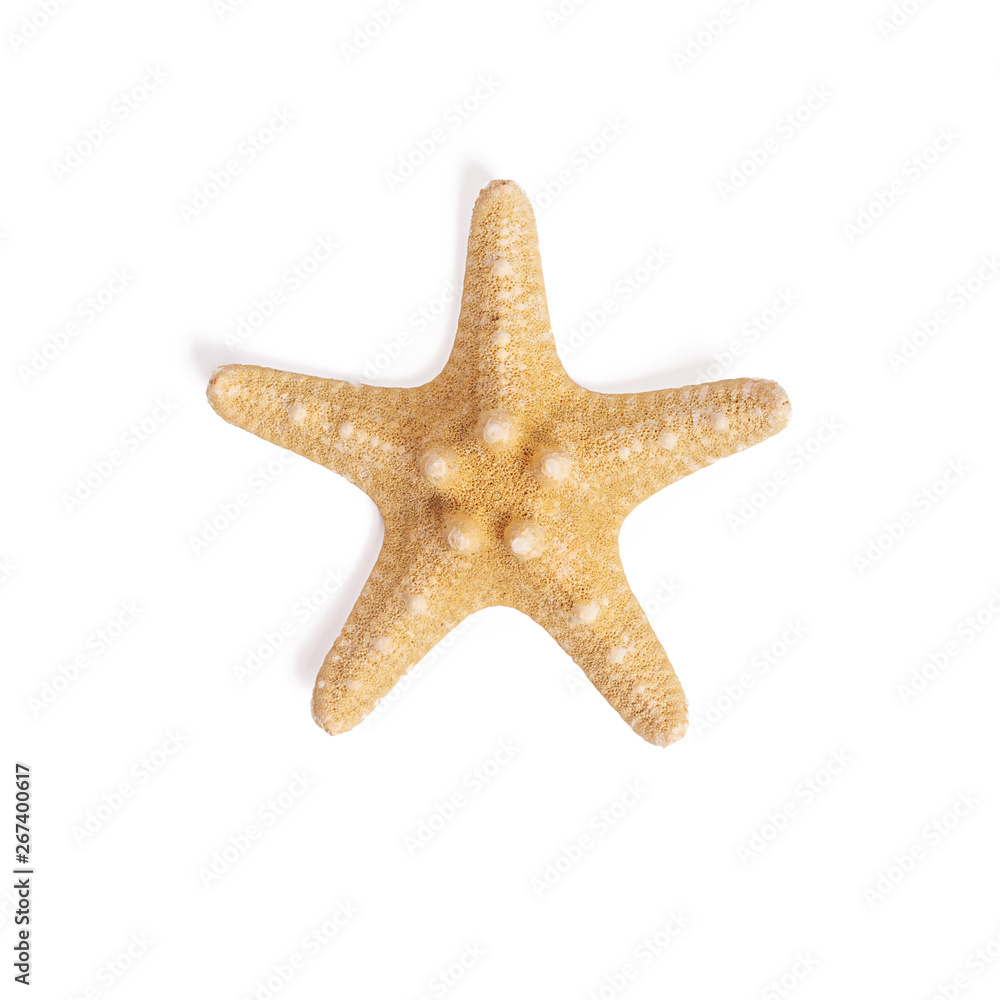 Isolated starfish on white background.Top view Isolated starfish on white background.Top view