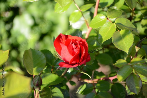 natura macro rosso rosa amore