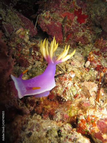 Nudibranquio lila en el coral