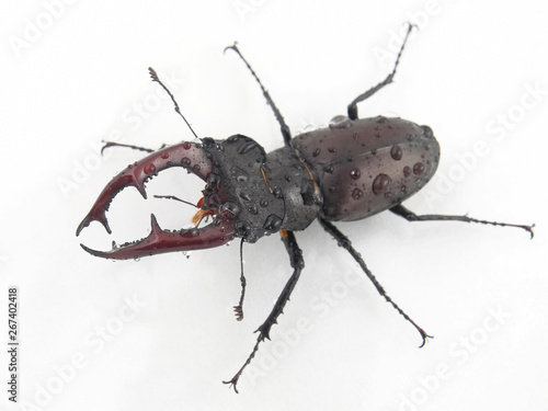 male insect beetle deer with antlers on white background