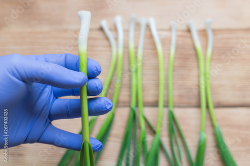 Green garlic in hand in rubber glove. The concept of checking plant products, GMOs. © Konstiantyn Zapylaie