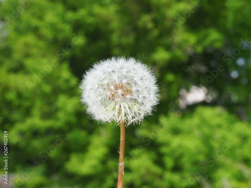 white fluffy dandelion head close-up on green forest background