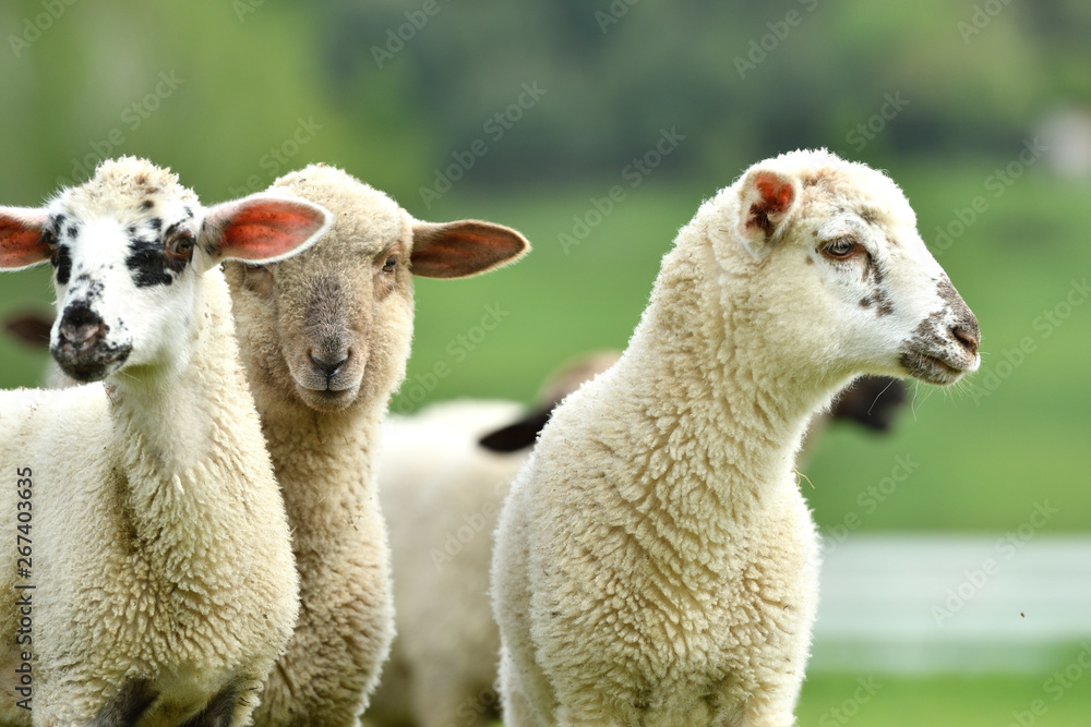 close-up of a sheep's head  on the farm meadow