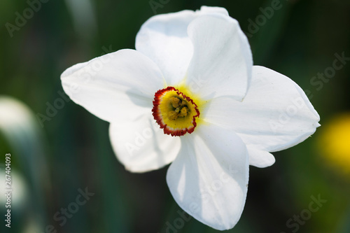 Beautiful and delicate white daffodil