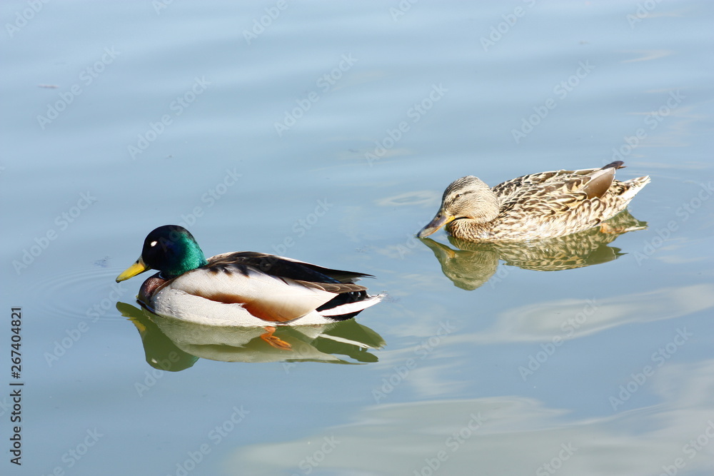 Fototapeta premium duck in water