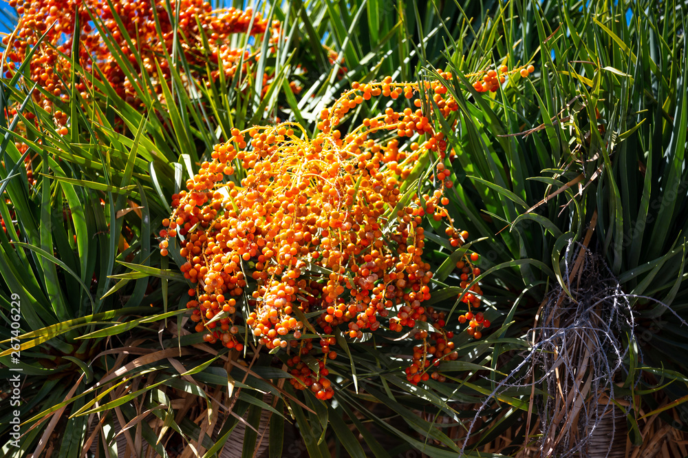 Früchte des Drachenbaums