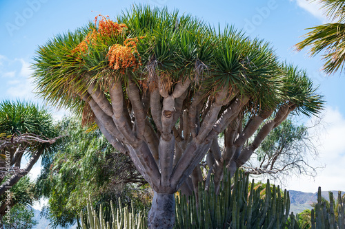 Drachenbaum mit Früchten photo