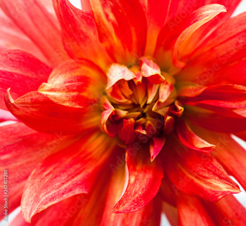 Red dahlia flower. © rootstocks
