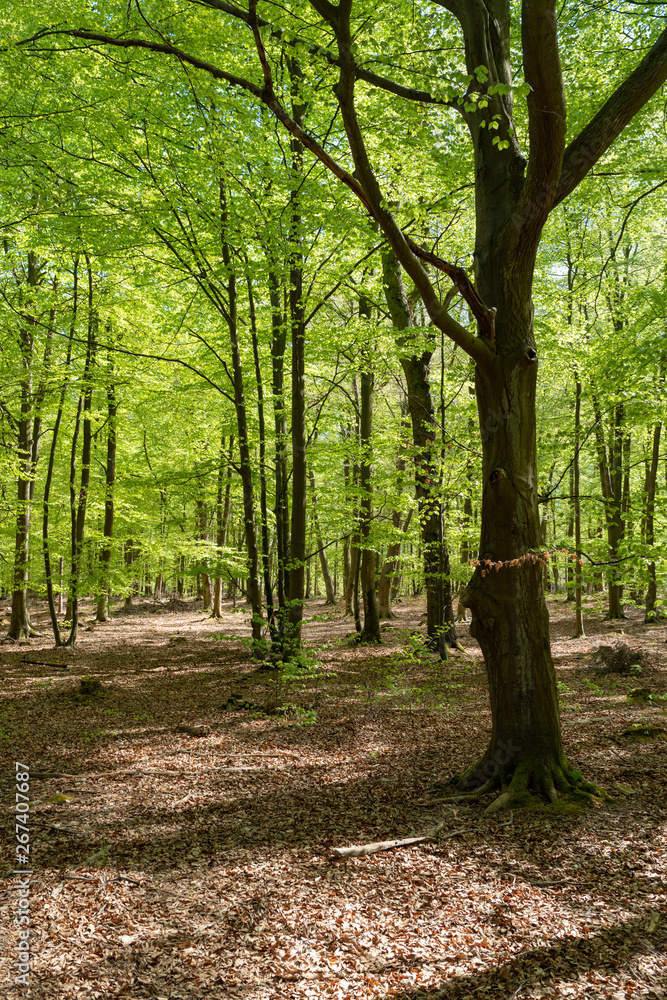 Naturschutzgebiet Ribnitzer Großes Moor Naturschutzgebiet Ribnitzer Großes Moor