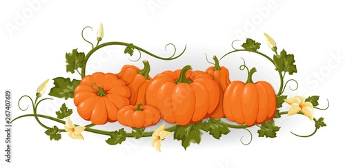 Pumpkins. Set orange vegetable pumpkins. Vector illustration
