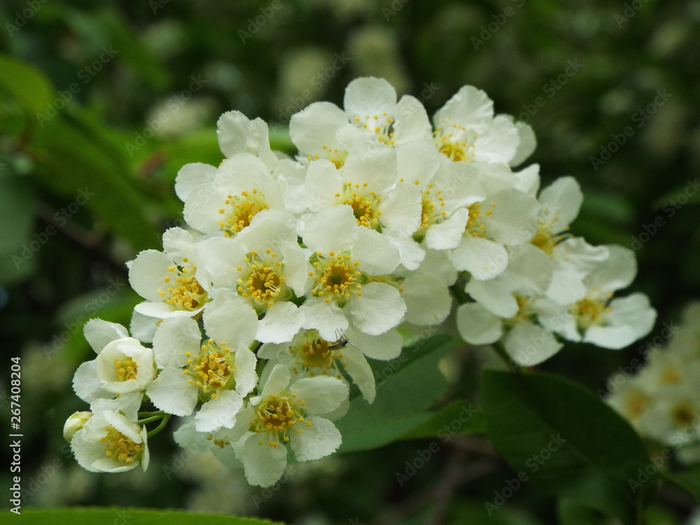 Obraz premium bird cherry blossoms in spring