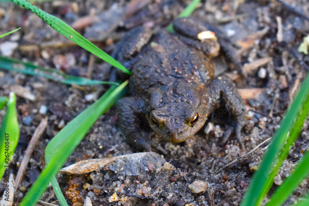 Naklejka premium Frog sitting on the ground close up