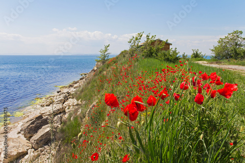 Perspective of a beautiful high rocky seacoast covered with flowering poppies on a clear sunny day. The blooming of red flowers on the Black Sea coast of Bulgaria in May.