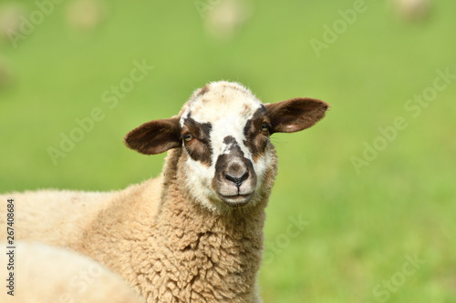 close-up of a sheep's head  on the farm meadow © Pavol Klimek