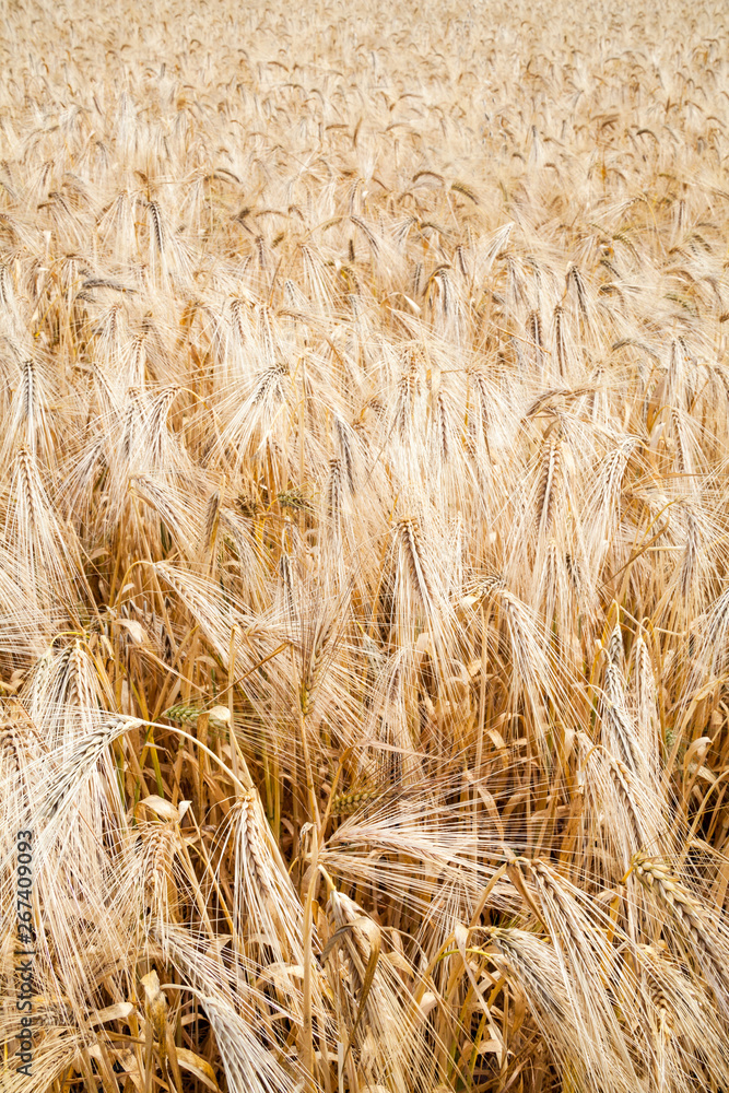 Fototapeta premium Field of ripe wheat