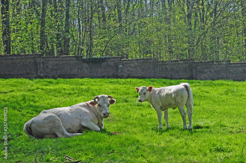 Campagna e mucche a Wisques  Pas-de-Calais  Hauts-de-France