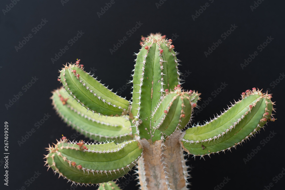 cactus tree isolated black background cactus tree isolated black background