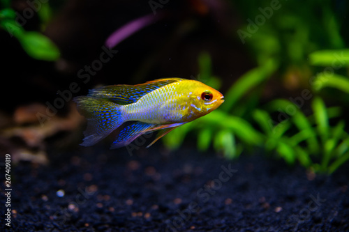 Foto Ramirezi