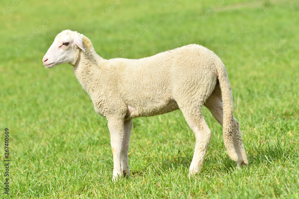 portrait of domestic sheep grazing on green grass portrait of domestic sheep grazing on green grass