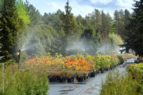 Water sprinkler system working on a garden nursery plantation. Water irrigation system