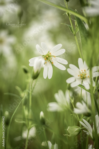 white flowers on green back...