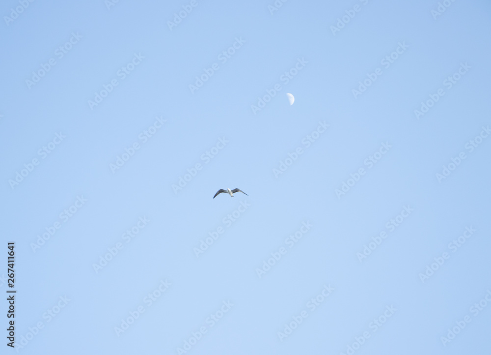 Seagull in the sky and moon in the background