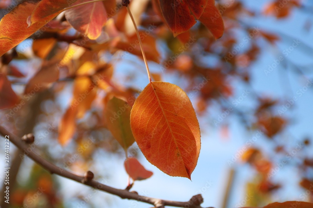 Obraz premium Ein orangefarbenes Blatt mit Hintergrund im Herbst