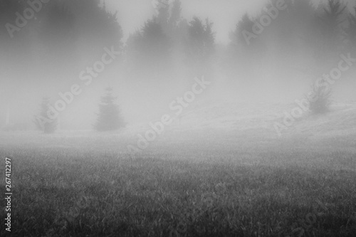 Little fir trees in the fog on the meadow in front of the forest.