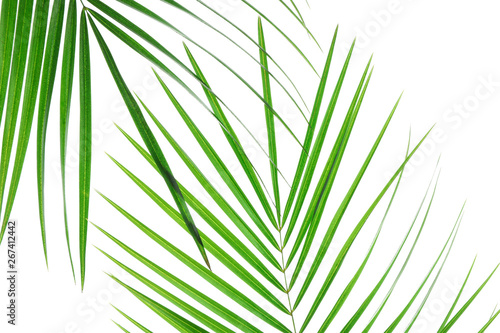 Beautiful palm leaves isolated on white background  closeup. Exotic plant