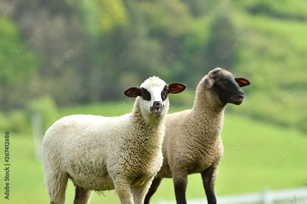 Fototapeta premium domestic sheep walks on a meadow and eats grass