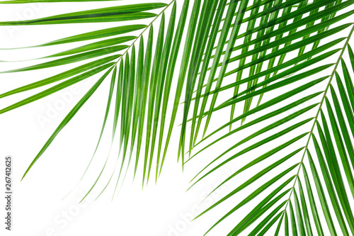 Beautiful palm leaves isolated on white background  closeup. Exotic plant
