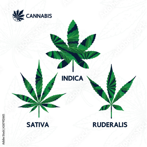 Premium cannabis plant logo vector illustration.