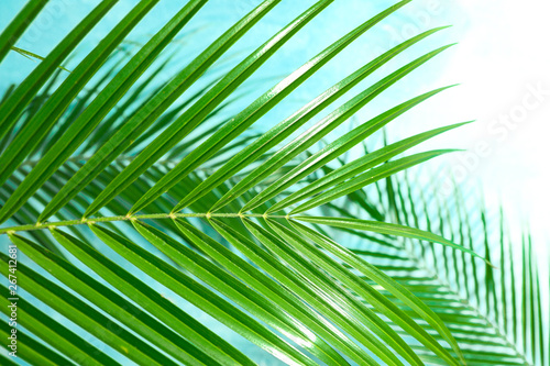 Beautiful palm leaves on color background  closeup. Exotic plant